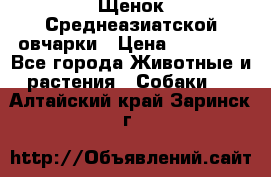 Щенок Среднеазиатской овчарки › Цена ­ 35 000 - Все города Животные и растения » Собаки   . Алтайский край,Заринск г.